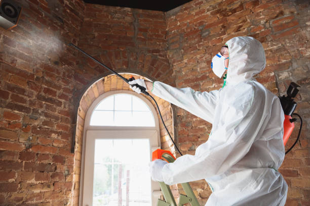 Best Attic Mold Removal  in Whitefish, MT